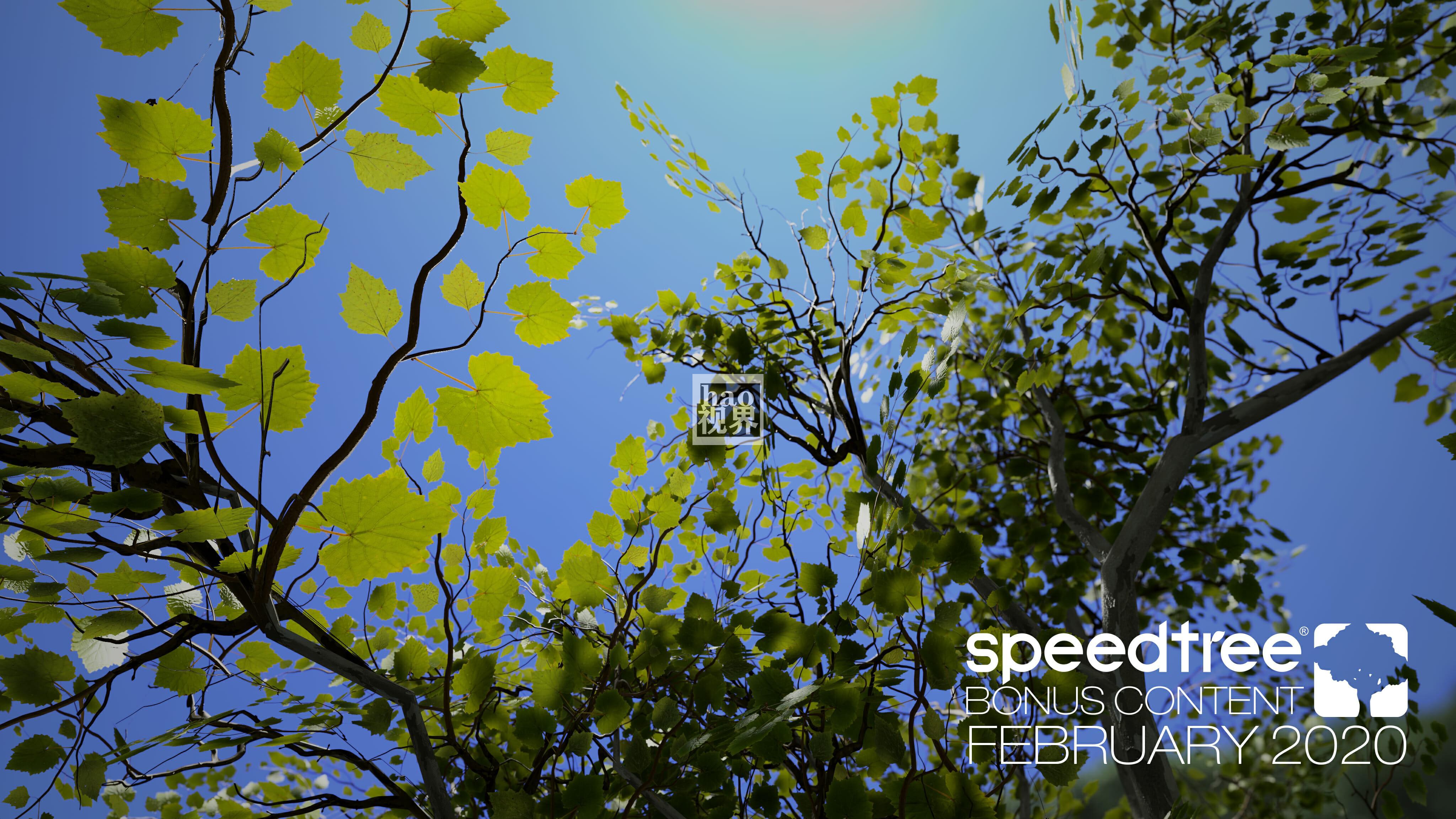 speedtree软件+树库+大师教程资源|C4d+Unity+UE4+Indie+Clarisse - 图0