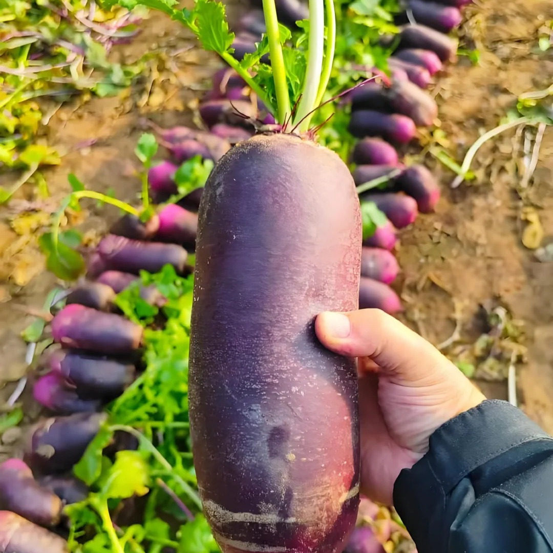 水果萝卜九连城马市岛冰淇淋萝卜新鲜蔬菜青萝卜东北丹东特产美食,淘宝优惠券,粉丝福利购,淘宝优惠卷