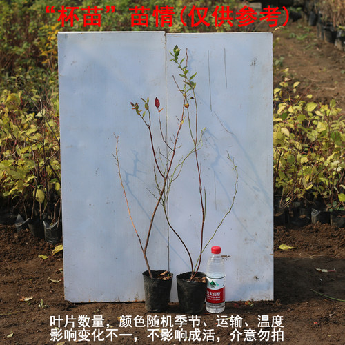 蓝莓苗树苗南方北方种植果家庭盆栽地栽结果大苗阳台当年结果 - 图0