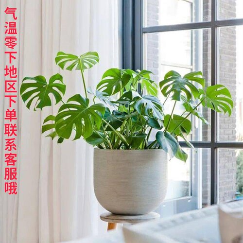 龟背竹植物室内真花大盆栽水培观叶净化空气新手小白客厅美观绿植 - 图2