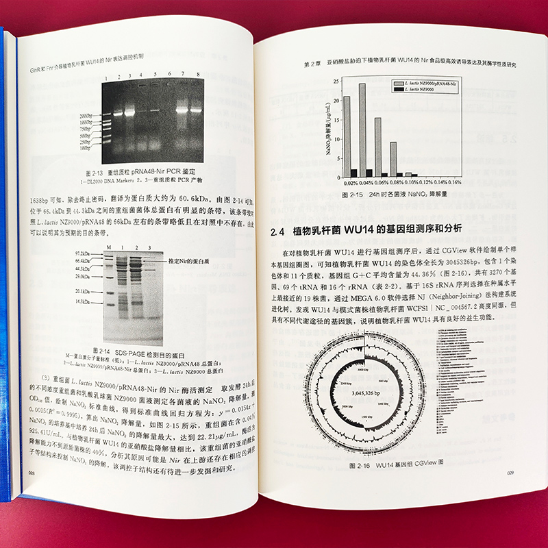 GlnR和Fnr介导植物乳杆菌WU14的Nir表达调控机制 植物乳杆菌WU14 生物科学 食品科学食品微生物发酵和应用研究科研工作者参考书 - 图0