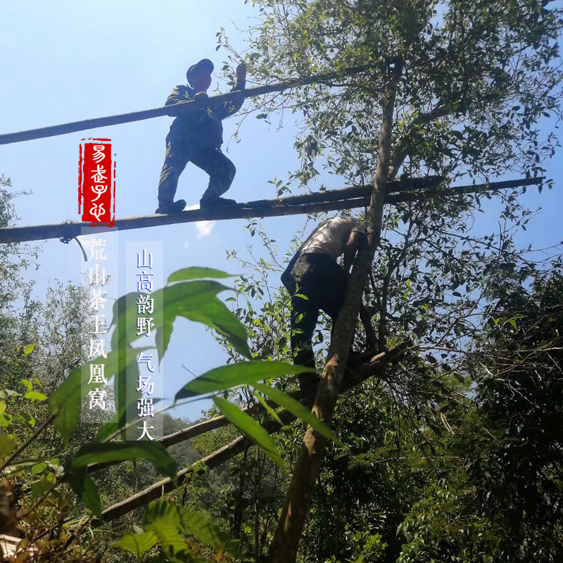 易武子心21年普洱茶生茶弯弓凤凰窝古树茶荒山茶王高杆纯料头春饼 - 图0