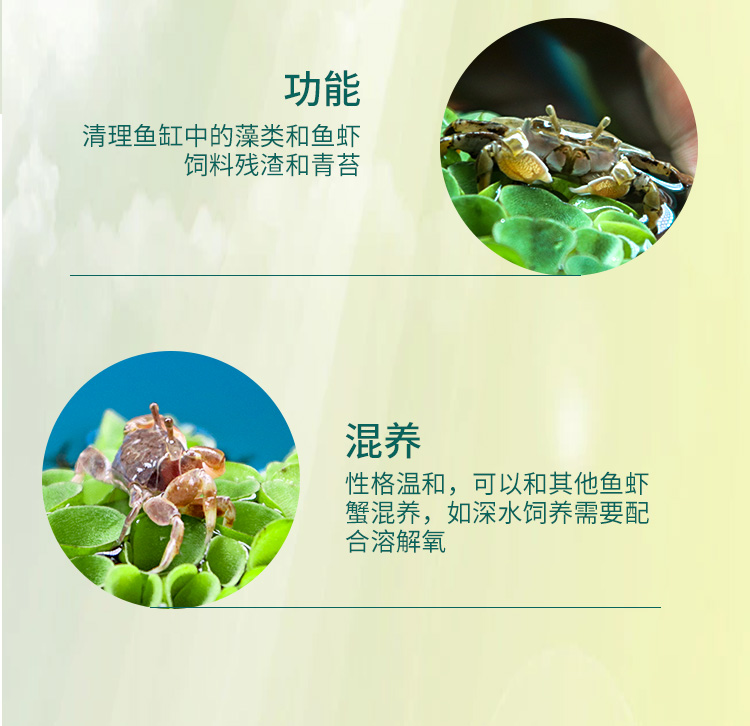 迷你蟹辣椒蟹宠物鱼缸观赏蟹淡水活体草缸可深水养殖小螃蟹除藻蟹 - 图2