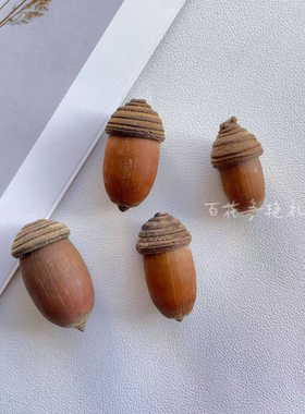 毛果青冈橡果橡子红槲栎天然果实标本diy材料自然植物北美红栎帽