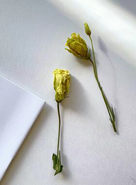【洋桔梗花头】干花天然真花造景装饰插花diy画框材家居摆设配花