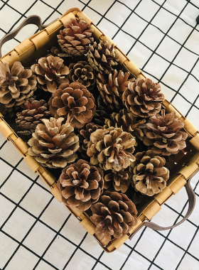 天然新款油松果拍摄背景家居饰品圣诞节日装饰松塔落叶松干花包