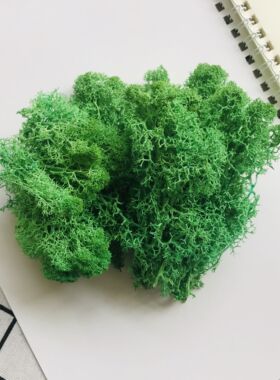 永生干花苔藓钥匙扣玻璃罩辅材diy材料包花球车挂微景观材料20克