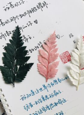 diy尤加利叶黄高山羊齿永生花