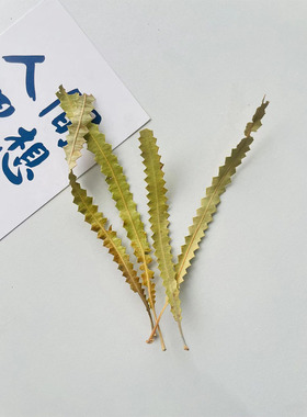 【班克木叶】永生植物叶子天然真树叶玻璃罩相框香皂手工diy材料
