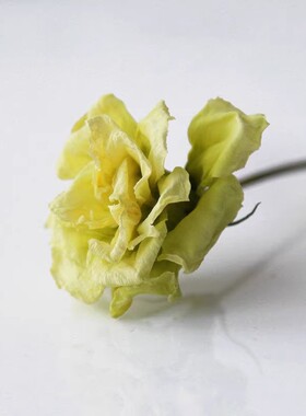 【洋桔梗花头】香薰蜡烛植物标本相框 手工diy材料圣诞花环拍摄