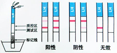 1支 大卫早早孕试纸试盒怀孕检测验孕试条验孕棒精准验孕测孕备孕 - 图3
