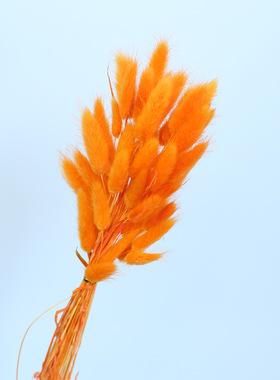 彩色兔尾草干花家居客厅装饰DIY插花花材ins文艺清新摆件真花批发