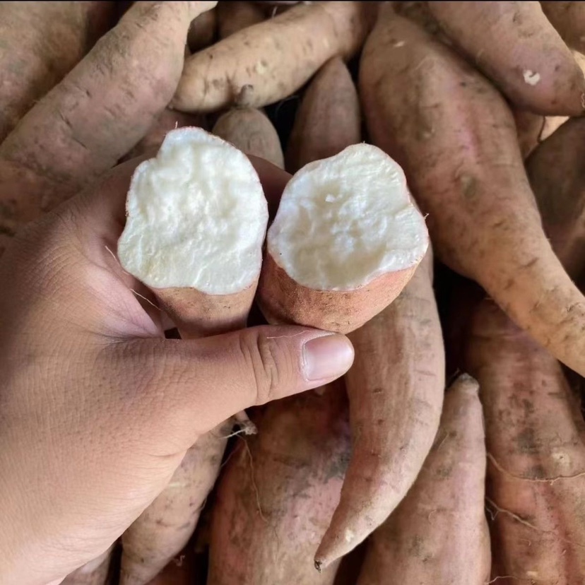 奶甜奶甜的，特别好吃！（奶香气扑鼻）冰糖心哈蜜红薯老品种白心 - 图1