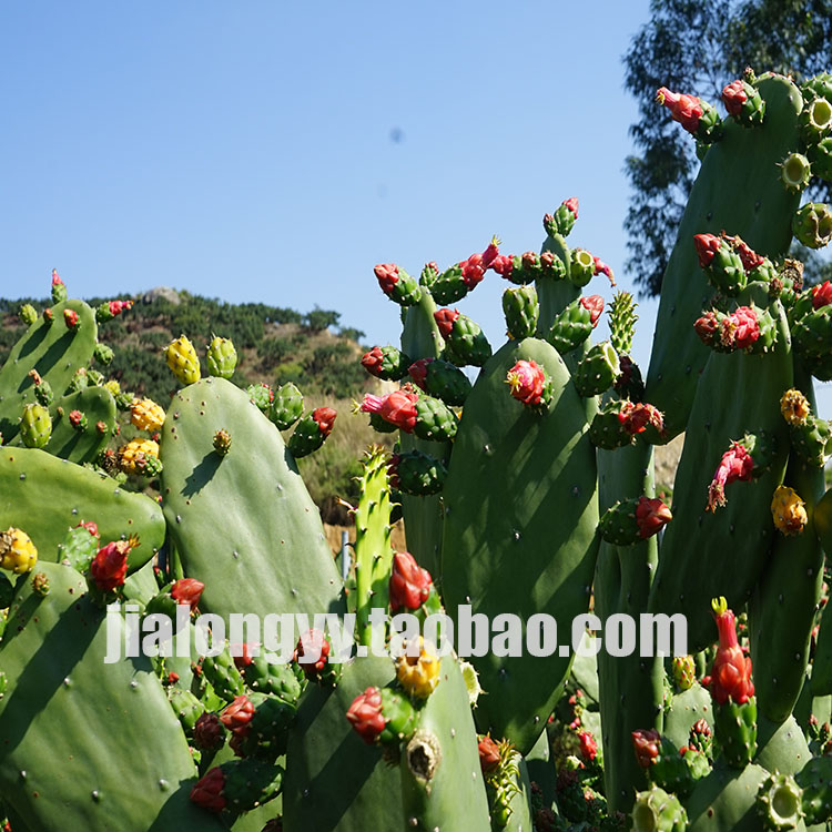 红花仙人掌 多年生花卉及多肉及多浆植物科属 胭脂掌红花团扇大花 - 图0