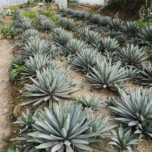 八荒殿 龙舌兰盆栽 蓝色仙人掌 阳台卧室植物 沙漠热带 大型景观 - 图0