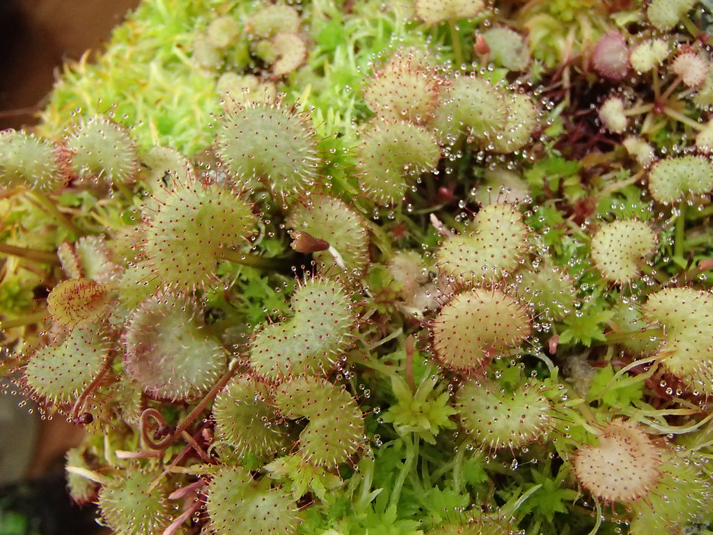 【爱心/负子茅膏菜】食虫植物 食人花趣味绿植盆栽 稀有品种 包邮 - 图2