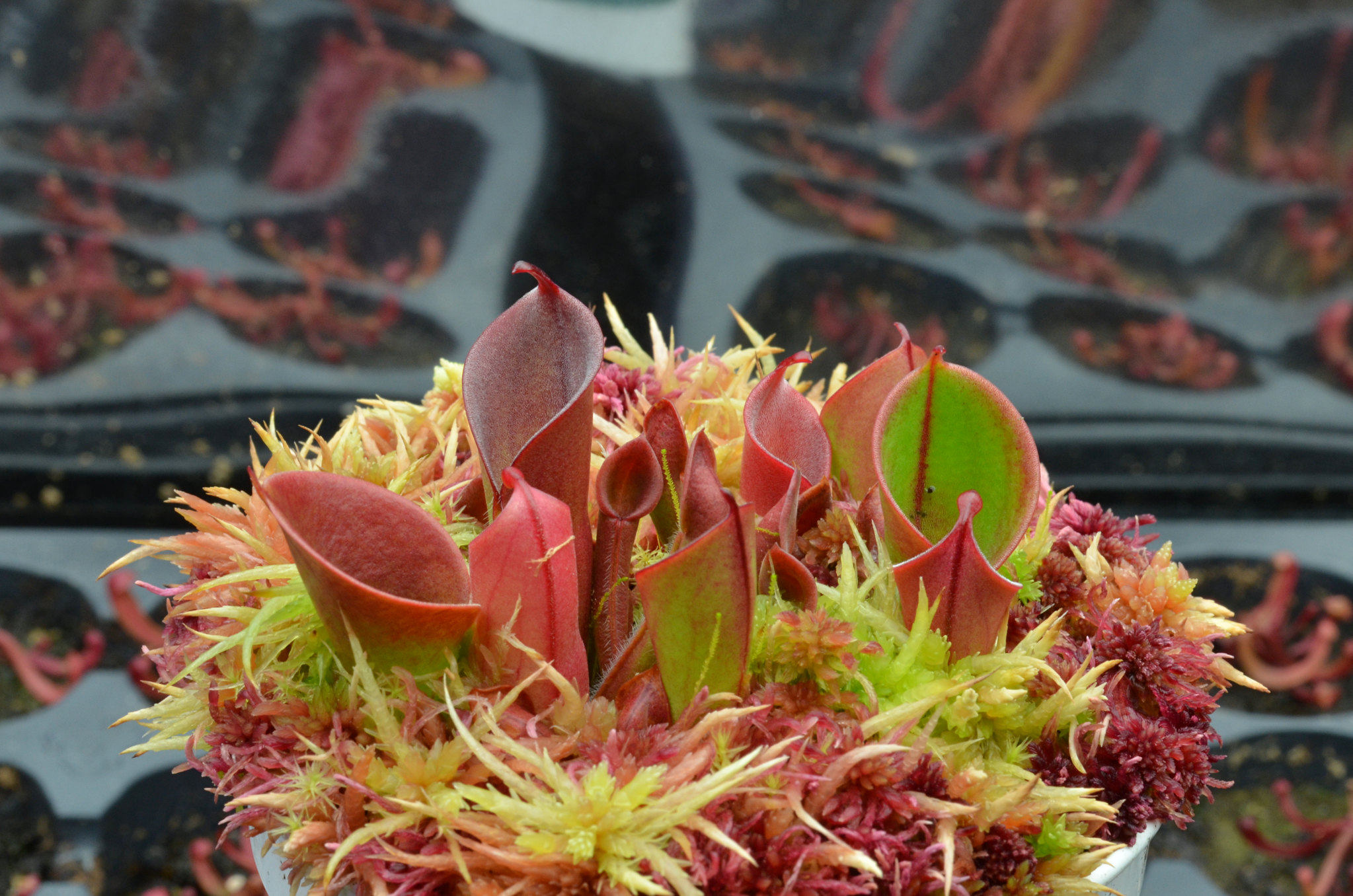 【小太阳瓶子草 H.minor】稀有食虫植物 适合造景 趣味绿植盆栽,淘宝优惠券,粉丝福利购,淘宝优惠卷