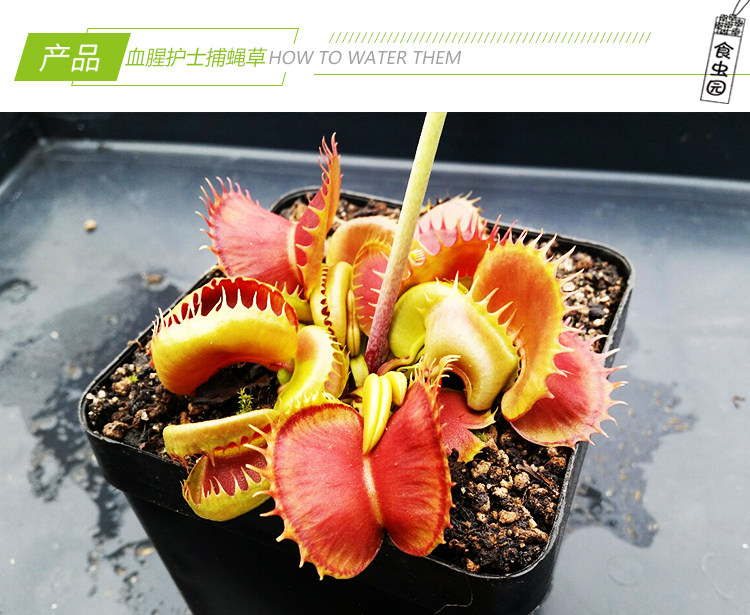 【血腥护士捕蝇草】食虫植物 食虫草 趣味绿植盆栽 稀有品种 包邮,淘宝优惠券,粉丝福利购,淘宝优惠卷