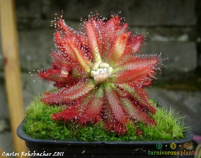 食虫植物 格拉莫哥 香花茅膏菜 茅膏菜毛毡苔毛膏菜食虫草 虎窝淘