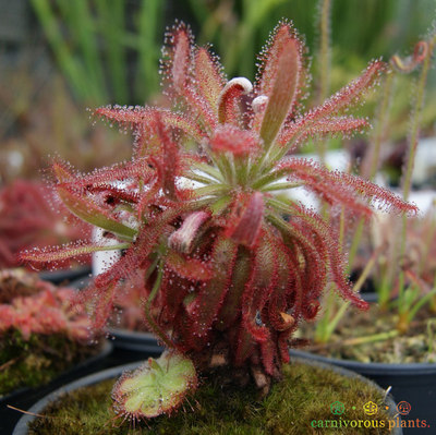 食虫植物 格拉莫哥 香花茅膏菜 茅膏菜毛毡苔毛膏菜食虫草 虎窝淘