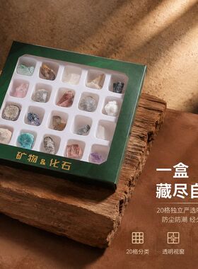 研学科普标本古生物20教具种货源