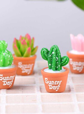 盆栽摄影多肉植物仙人掌小摆件