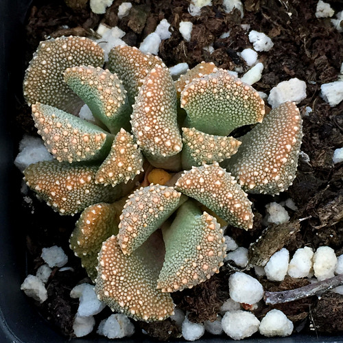 精品多肉植物园热卖稀有品种天女一物一拍办公室阳台吸甲醛防辐射 - 图1