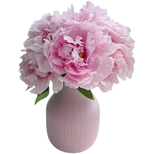 牡丹鲜花重瓣牡丹鲜切花洛阳山东芍药鲜花速递新国色天香基地直发 - 图3