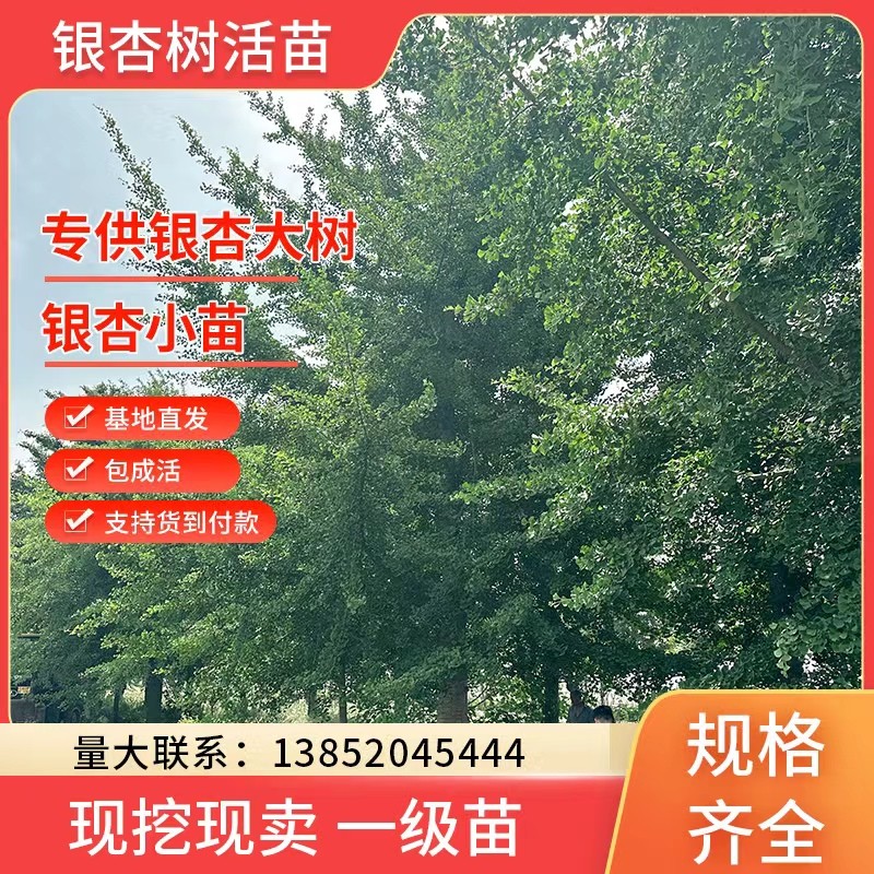 银杏树活苗金叶银杏小苗庭院别墅绿化苗木行道树园林绿化工程苗木-图3