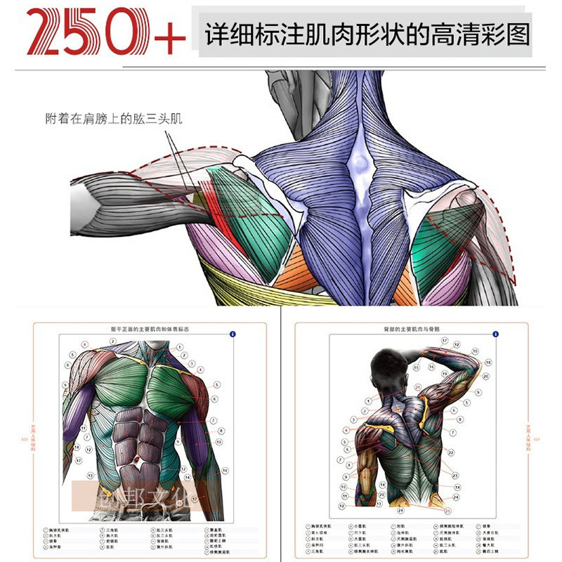 官方正版艺用人体结构全彩精装理解人体形态人体结构骨骼肌肉造型解剖学基础教程素描书绘画入门教材人体结构教学书籍电子工业_虎窝淘