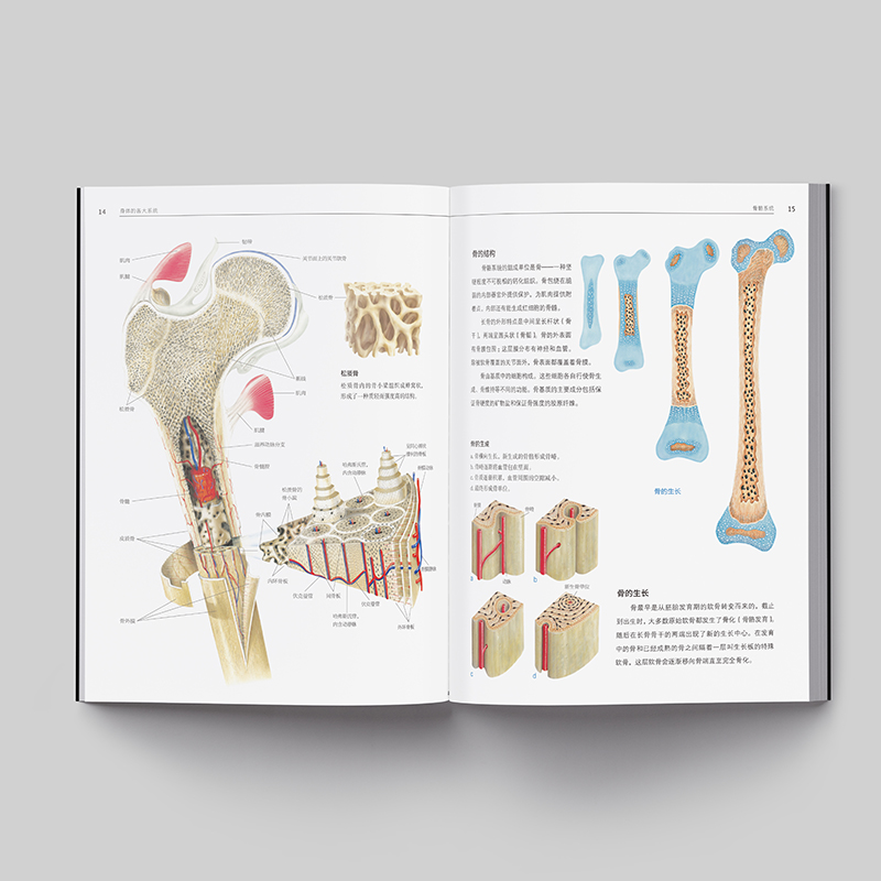 【正版】人体解剖学彩色结构和功能图谱解刨书籍实用教材医学类系统系解构造专业图鉴骨骼肌肉体表3d奈特人体解刨图新江苏凤凰科技 - 图2