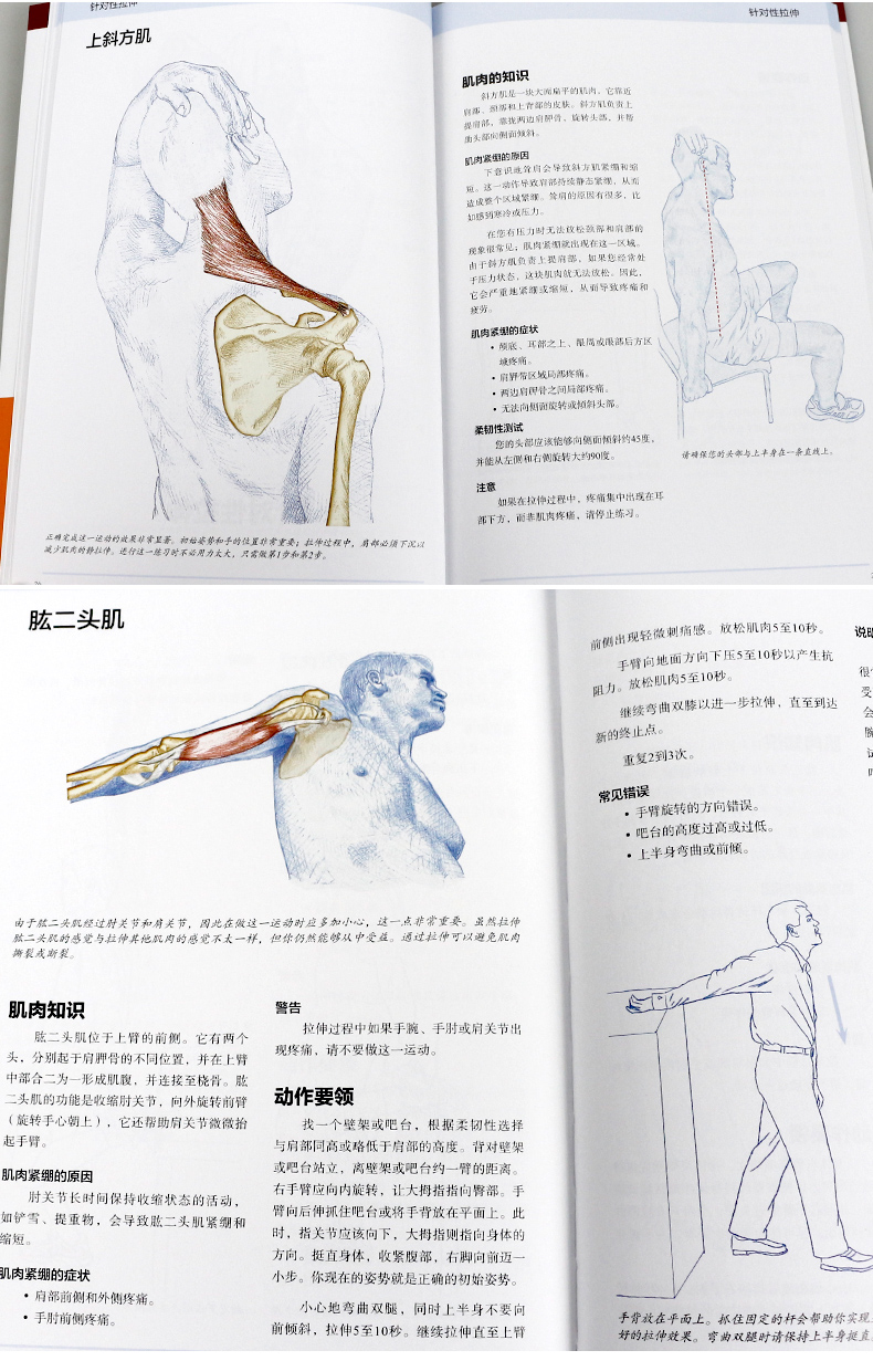 【正版】精准拉伸 疼痛消除和损伤预防的针对性练习拉伸训练书籍 拉伸运动系统训练 肌肉锻炼教育 专业训练培训 运动健身教程 - 图1