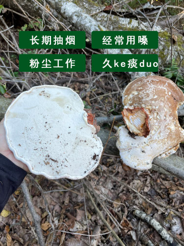 长白山野生白灵芝白边桦剥孔菌五色灵芝主肺单品白玉灵芝产地250g - 图0