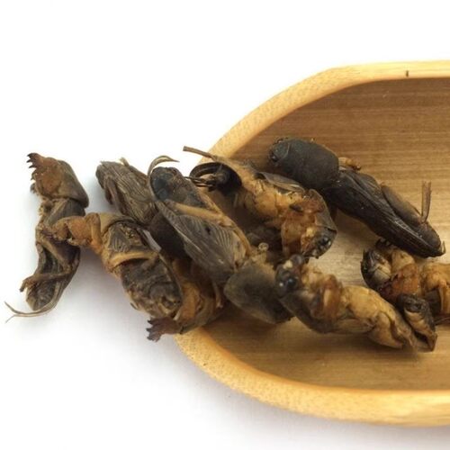 中药材蝼蛄500g干货农家自晒土狗地狗蝲蝲蛄地拉蛄蝼蝼蛄粉无熏蒸 - 图1