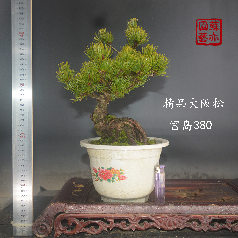 【苏亦家】日本大阪松 矮霸提根盆景嫁接苗树桩带盆短针实物实拍 - 图0