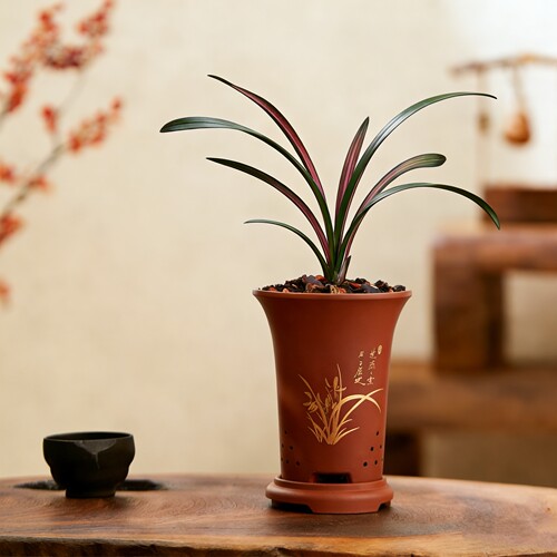 四季建兰花红草红荷团购名贵当年开花带盆素花白花浓香绿植盆栽 - 图1