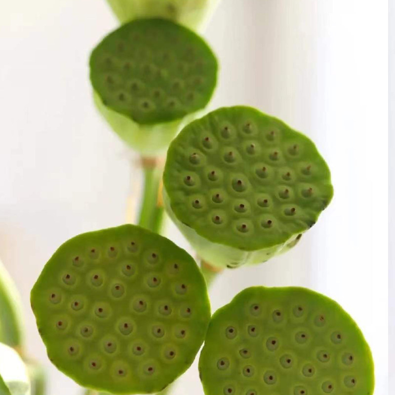 半夏森林夏季荷花鲜切枝超级植物七夕情人节礼物室内家用绿植