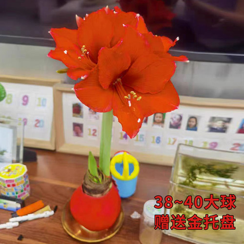 【顺丰特快】半夏森林进口朱顶红蜡球超级植物母亲节鲜花礼物 - 图1