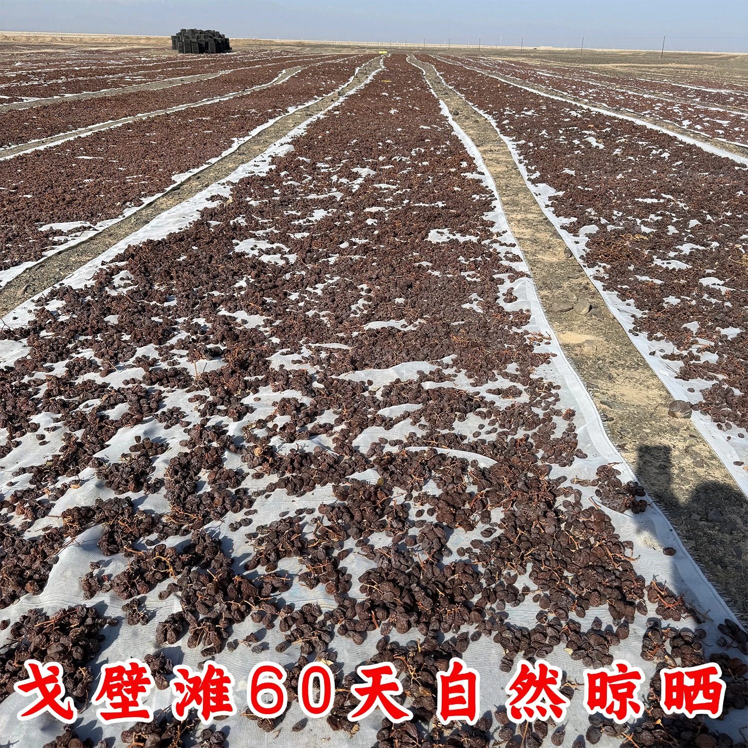 新疆古法种植有耔葡萄干口感香甜果香浓郁无促干剂自然风干葡萄干,淘宝优惠券,粉丝福利购,淘宝优惠卷