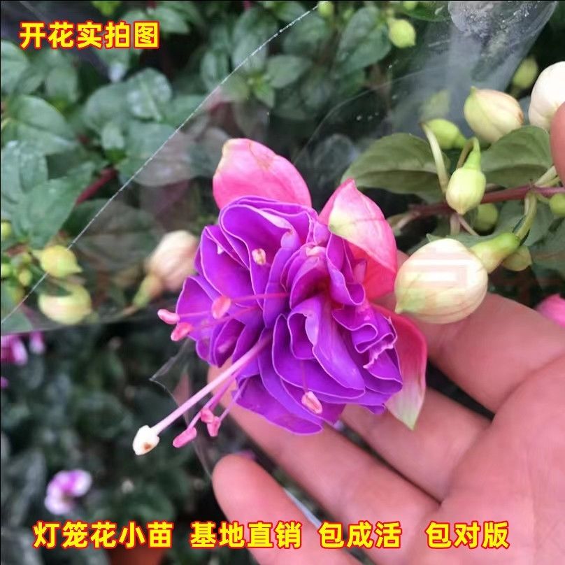 倒挂金钟盆栽重瓣灯笼花小苗吊钟花海棠花宝莲灯阳台花卉四季开花 - 图1