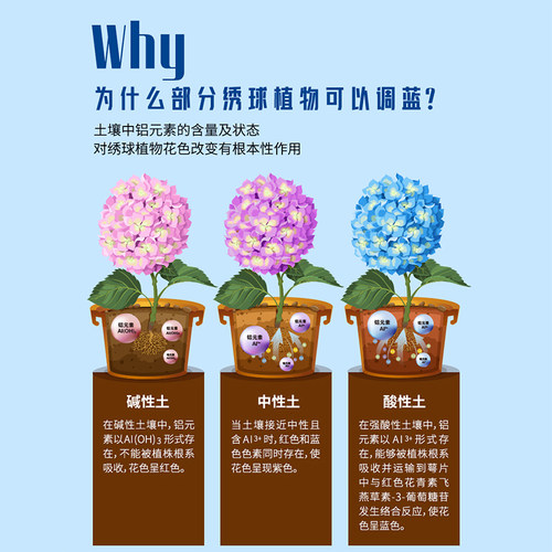花臻容绣球调蓝剂硫酸铝土壤绣球专用花肥无尽夏上色剂酸性调蓝色 - 图0