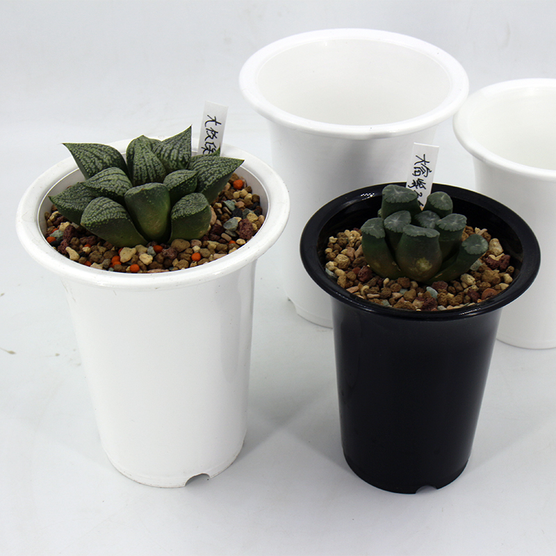 新款日本奈良盆圆口花盆多肉植物十二卷景天绿植玉露玉扇万象大棚,淘宝优惠券,粉丝福利购,淘宝优惠卷