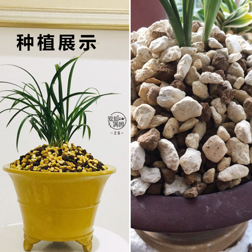 正品日本进口整包植金石透气介质多肉兰花用浇水后金色又名萨摩石 - 图1