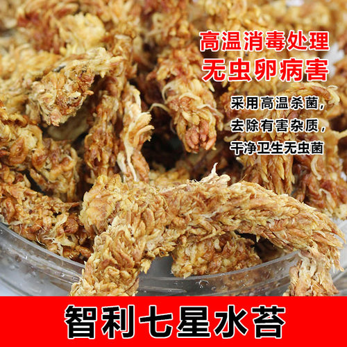 进口精选七星智利水苔毛毛虫干苔藓兰花蝴蝶兰多肉食虫石斛微景观 - 图0