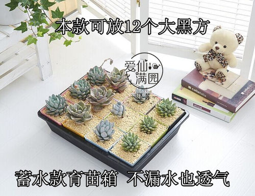 2套起包邮-蓄水育苗箱 多肉花盆蓄水箱 黑方套餐组合 可侵盆 - 图1
