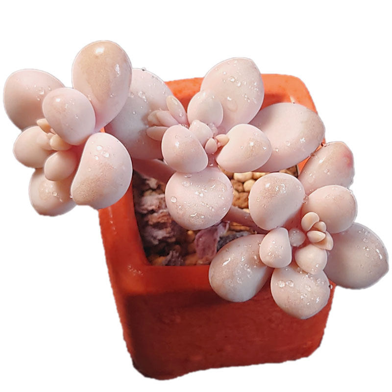 艾伦 迷你可爱小杆子群生粉色控养多肉植物新手阳台小盆栽绿植,淘宝优惠券,粉丝福利购,淘宝优惠卷