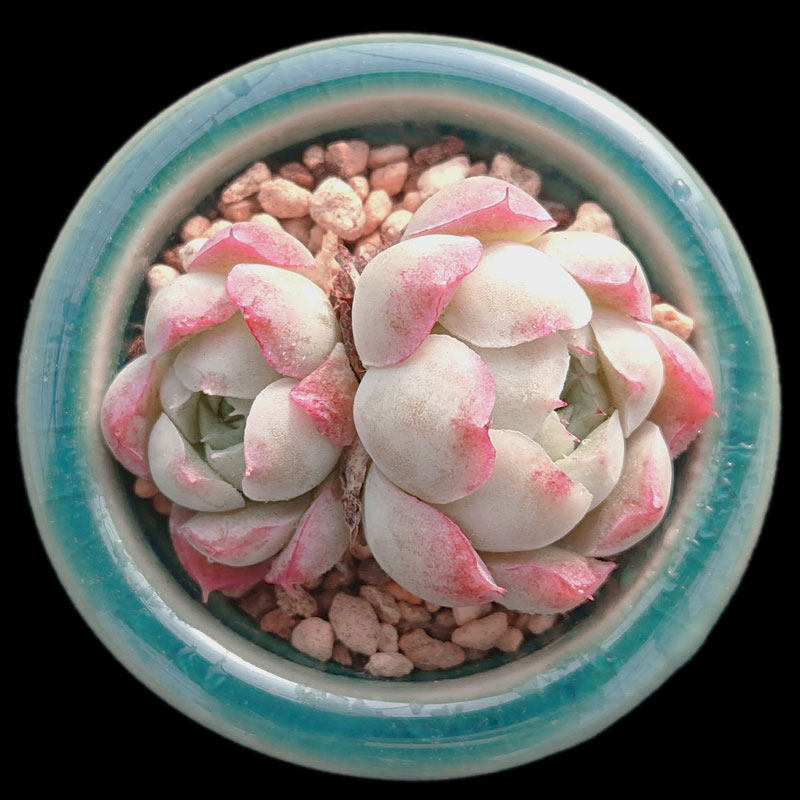 【一物一拍】沁心 蔷薇月影小包子果冻色多肉植物办公室满28包邮,淘宝优惠券,粉丝福利购,淘宝优惠卷