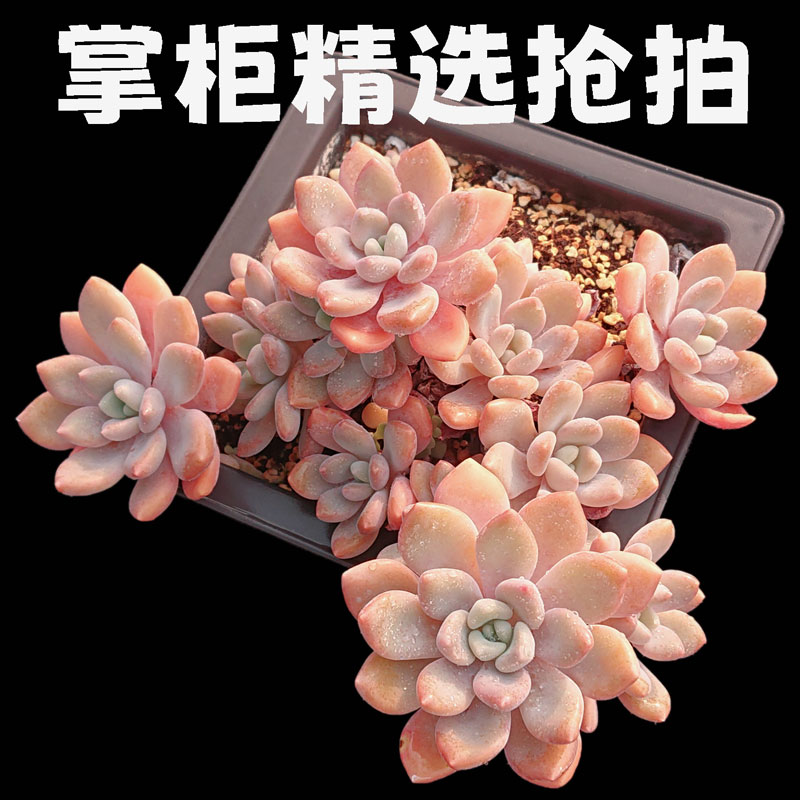 【掌柜精选抢拍一物一拍】特价精品多肉植物阳台盆栽绿植满28包邮 - 图0