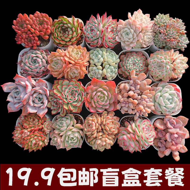 【新手盲盒福袋套餐】特价多肉植物办公室阳台小盆栽绿植19.9包邮,淘宝优惠券,粉丝福利购,淘宝优惠卷