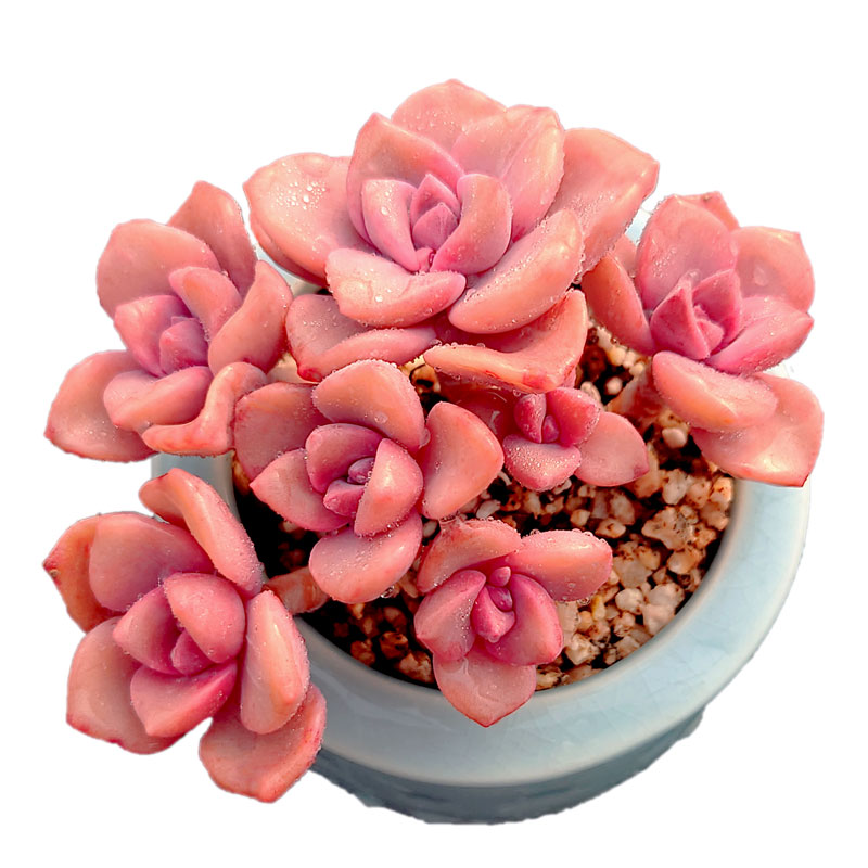 【一物一拍】彩虹糖粉色系群生多肉植物新手阳台盆栽绿植满28包邮,淘宝优惠券,粉丝福利购,淘宝优惠卷